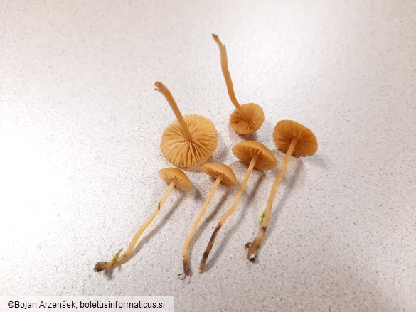 Galerina graminea