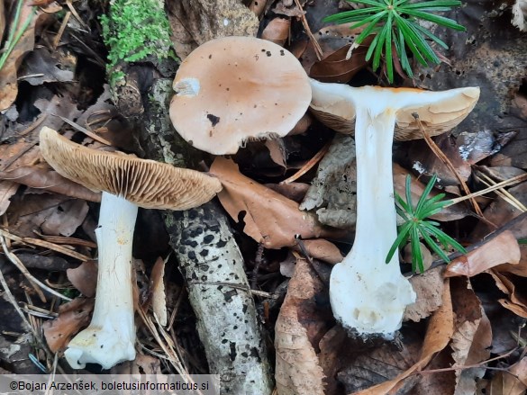 Cortinarius sebaceus