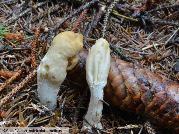 Podostroma leucopus