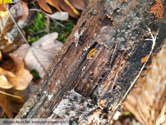 Hemitrichia serpula