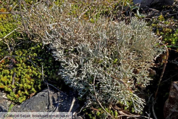 Cladonia rangiformis