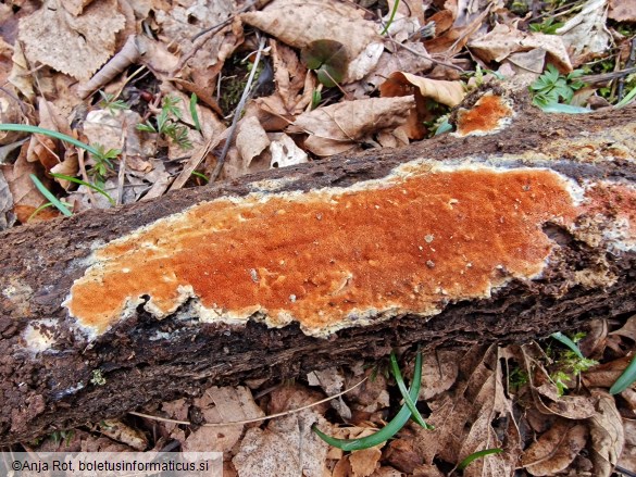 Gloeoporus taxicola