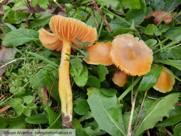 Hygrocybe quieta