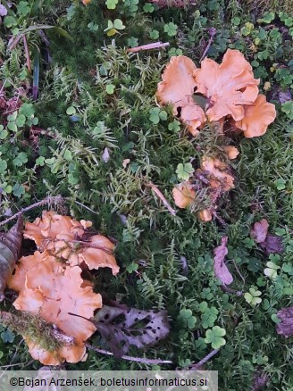 Cantharellus amethysteus