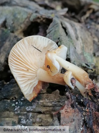Flammulina elastica