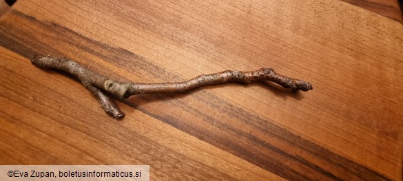 Juglanconis juglandina
