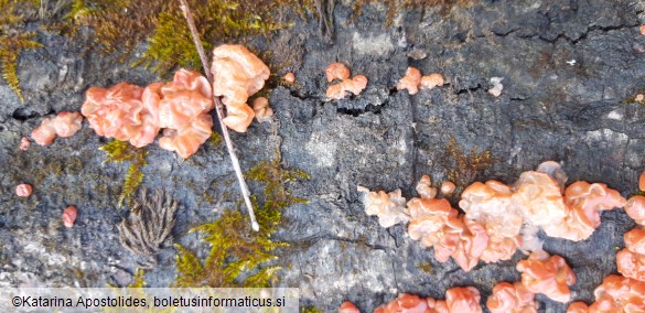 Ditangium cerasi