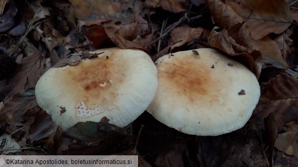 Russula fellea