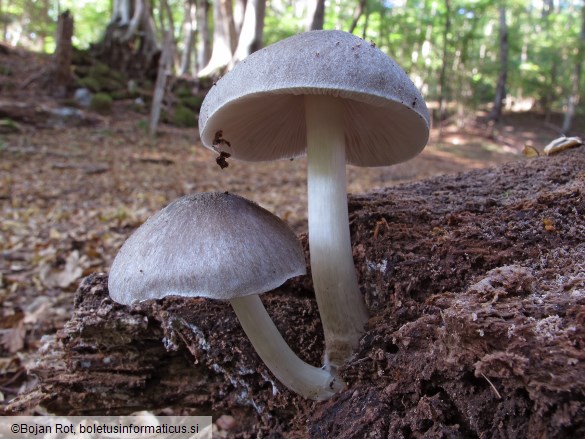Pluteus salicinus