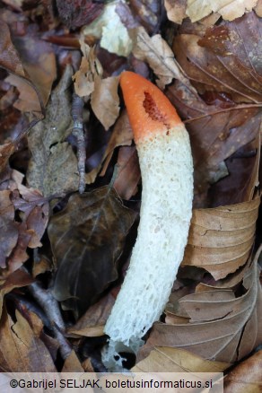 Mutinus caninus