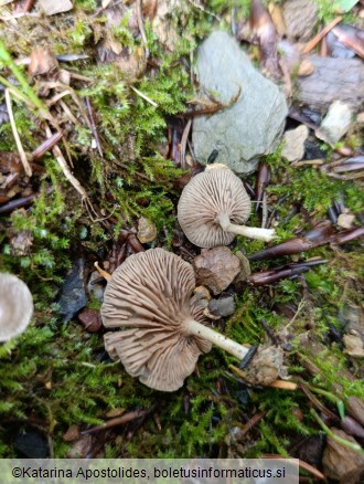 Entoloma undatum