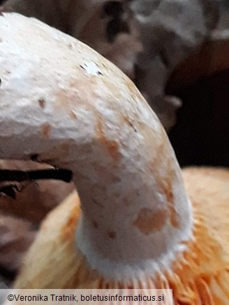 Lactarius deliciosus
