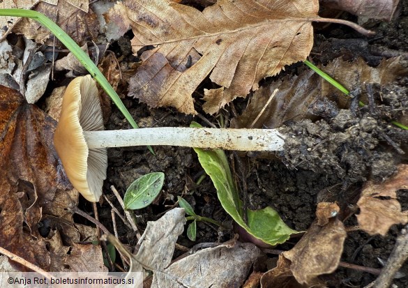 Psathyrella spadiceogrisea