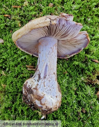 Calonarius suaveolens