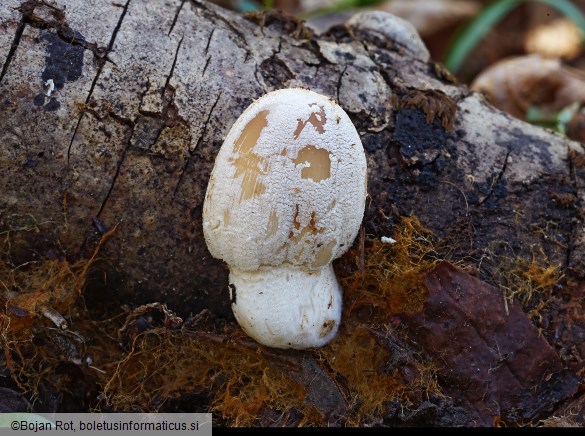 Coprinellus domesticus
