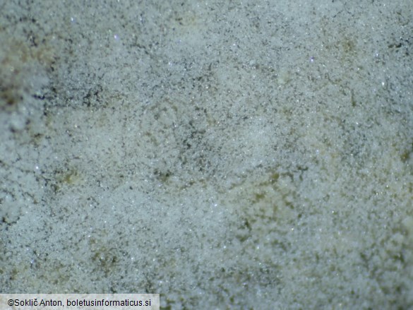 Botryobasidium candicans
