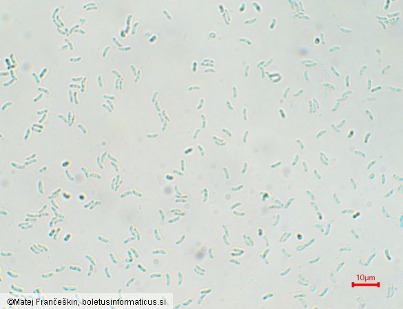 Cyanosporus caesius