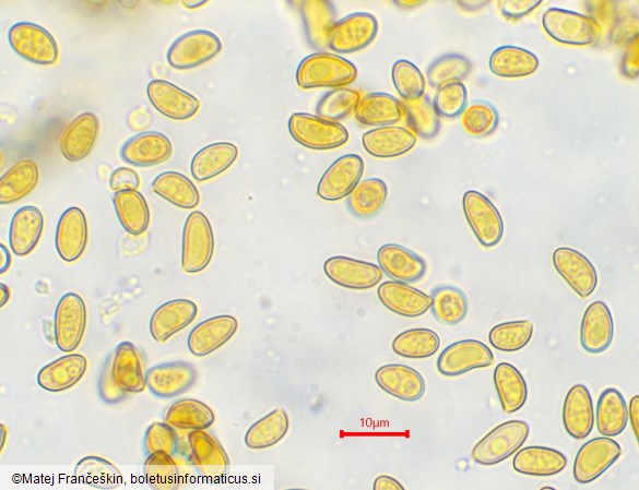 Inocybe geophylla