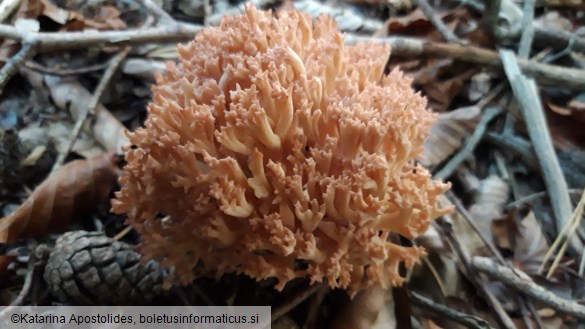Ramaria botrytis
