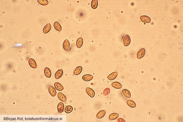 Gymnopilus penetrans