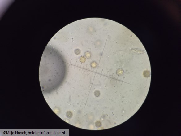 Octaviania asterosperma