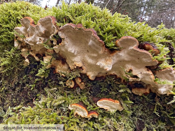 Fomitopsis malicola