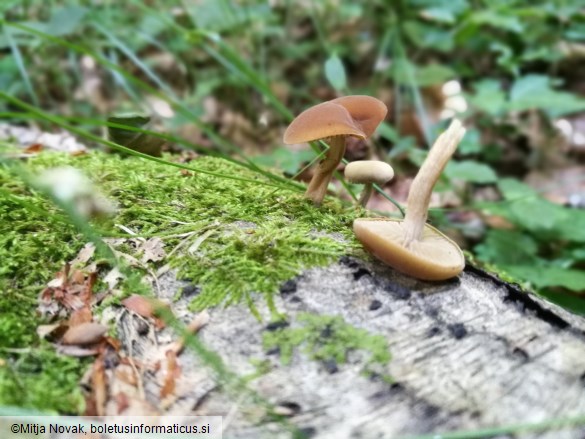 Simocybe sumptuosa