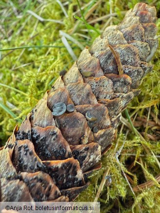 Rutstroemia bulgarioides