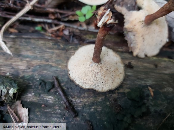 Lentinus arcularius