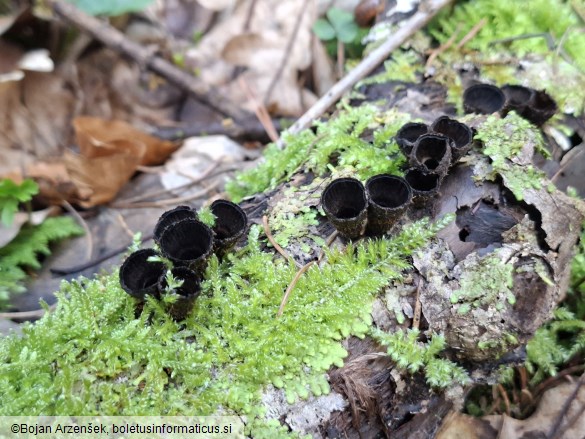 Cyathus striatus