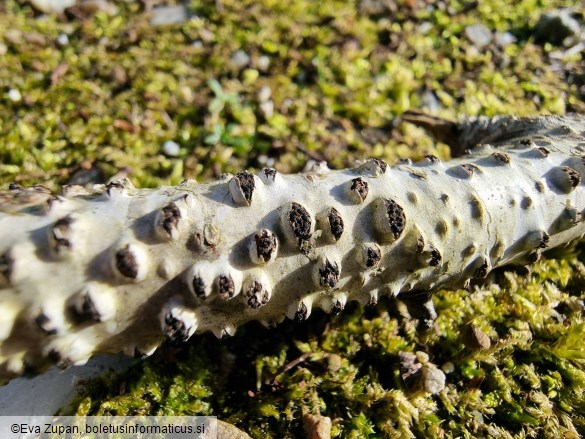 Diatrypella favacea