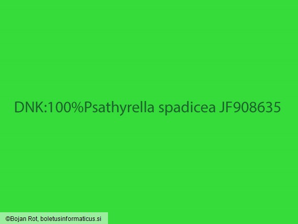 Homophron spadiceum
