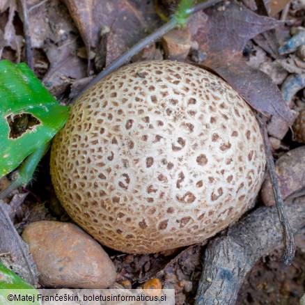 Scleroderma citrinum