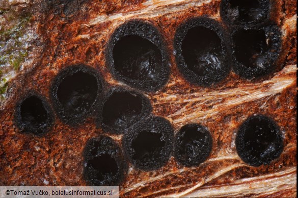 Massaria ulmi