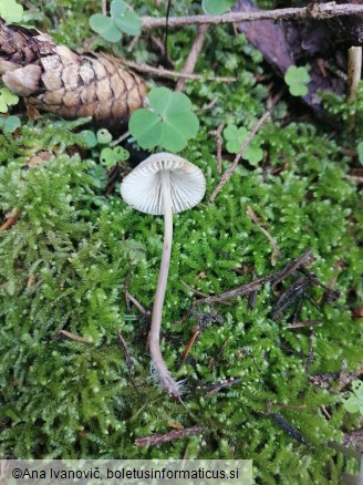 Mycena