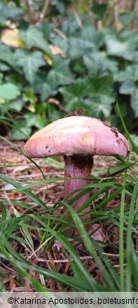 Calonarius suaveolens