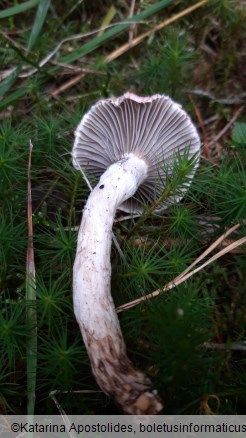 Gomphidius roseus