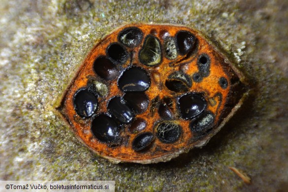 Sillia ferruginea