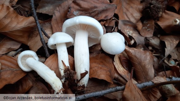 Hygrophorus discoxanthus