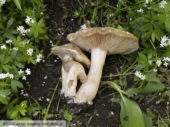 Entoloma clypeatum