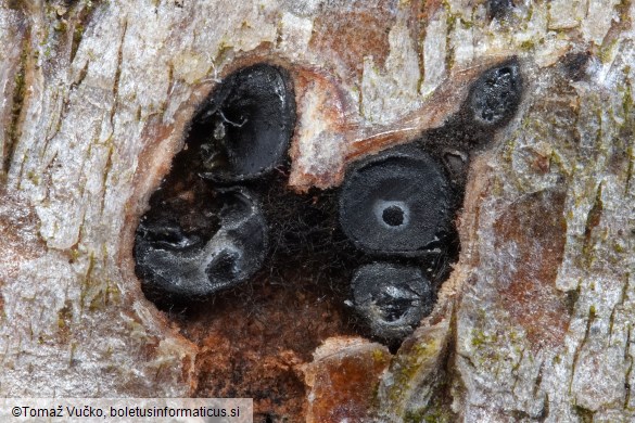 Enchnoa infernalis