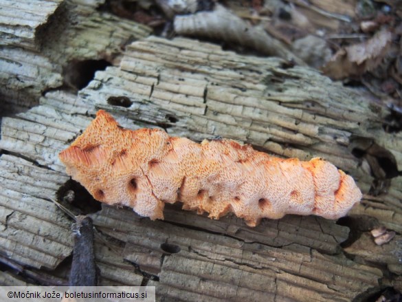 Auriporia aurulenta