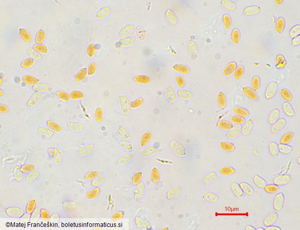 Panus neostrigosus