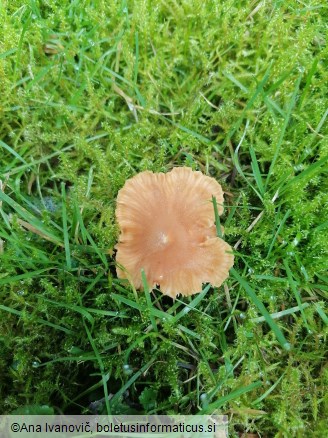 Laccaria laccata