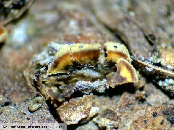 Pezicula livida