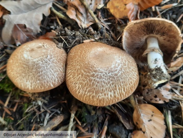 Agaricus sylvaticus