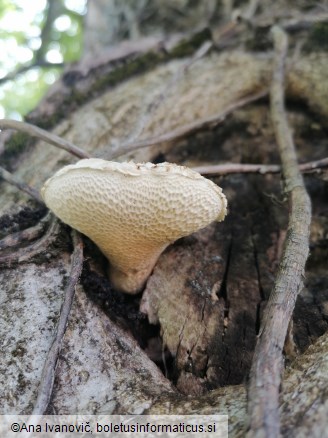 Pholiota squarrosa