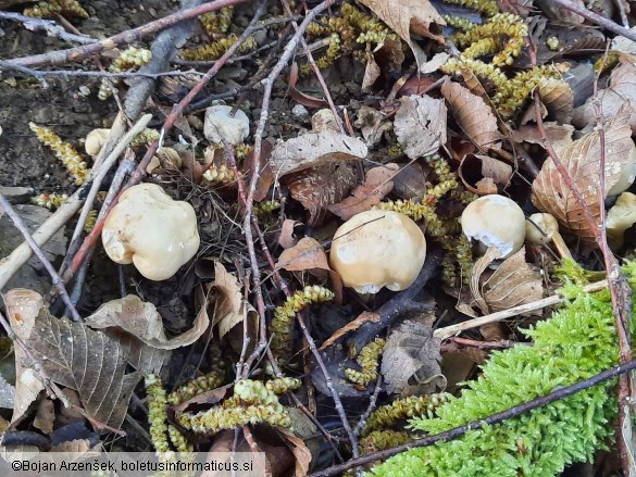 Calocybe gambosa