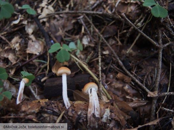 Pholiota subochracea