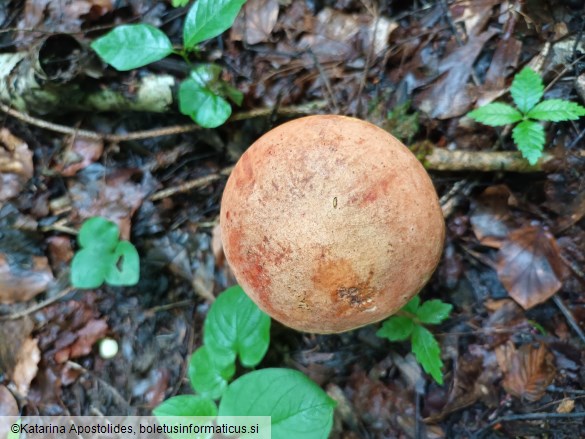 Suillellus